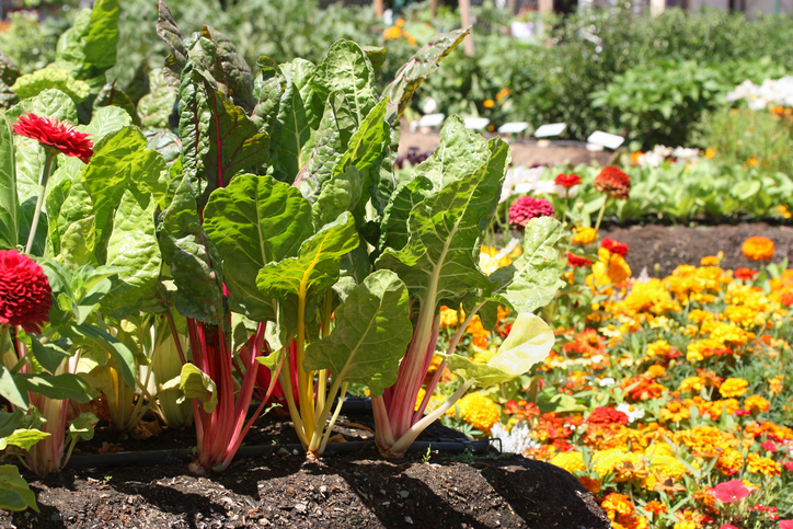 Young Garden